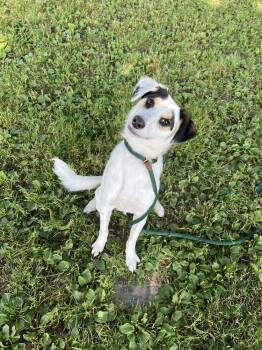 AC - Brian aka Loverboy -  Australian Shepherd and Australian Cattle Dog Blue Heeler Dog for Adoption in Brewster, New York - AC - Brian Aka Loverboy | PetCurious