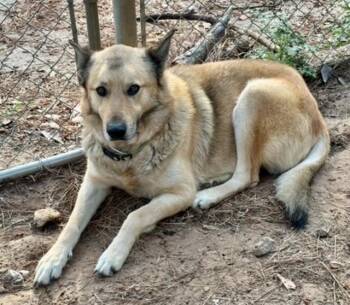 Finn -  German Shepherd Dog Dog for Adoption - Finn | PetCurious