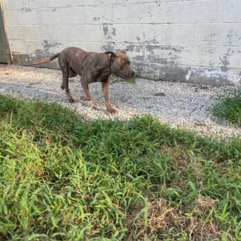 Cassidy -  Bull Terrier Dog for Adoption in Bristol, Vermont - Cassidy | PetCurious
