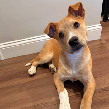 Carolina Dog and Anatolian Shepherd Dogs Available for Adoption - Scotch Spirits - Local Pup | PetCurious
