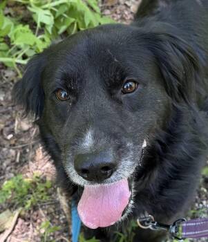 Mishka -  Newfoundland Dog Dog for Adoption in Spencer, Indiana - Mishka | PetCurious