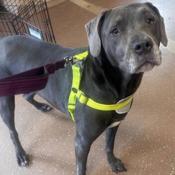 Mixed Breed Dogs Available for Adoption - Clarice | PetCurious