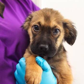 Gnocchi -  Black Mouth Cur and Mixed Breed Dog for Adoption in Morton Grove, Illinois - Gnocchi | PetCurious
