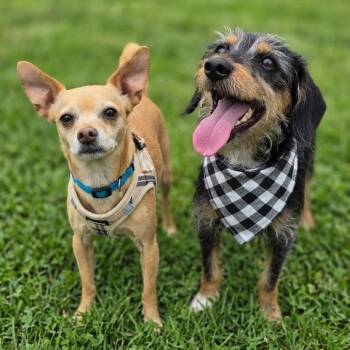 Chihuahua Dogs Available for Adoption in Justin, Texas - Archie And Chico (Bonded Pair)  | PetCurious