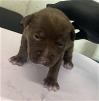 ORCHID -  Pit Bull Terrier and Mixed Breed Dog for Adoption in Corpus Christi, Texas - ORCHID | PetCurious
