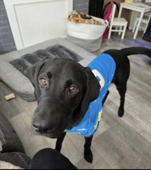 Rescue Black Labrador Retriever Dogs for Adoption in Eugene, Oregon - Ash | PetCurious