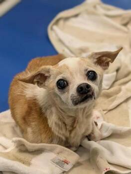 Rescue Chihuahua and Mixed Breed Dogs for Adoption in Dallas, Texas - WILFRED | PetCurious
