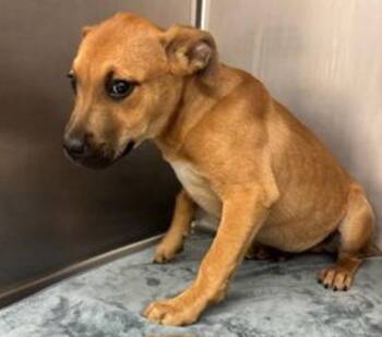 Labrador Retriever Dogs Available for Adoption - Queso | PetCurious