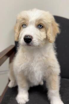 Curly -  Aussiedoodle and Mixed Breed Dog for Adoption in Bemidji, Minnesota - Curly | PetCurious