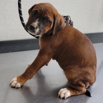 Mixed Breed Dogs Available for Adoption in Las Cruces, New Mexico - Cannoli | PetCurious