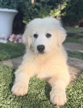 Great Pyrenees and Mixed Breed Dogs Available for Adoption in Fort Worth, Texas - Lettie | PetCurious
