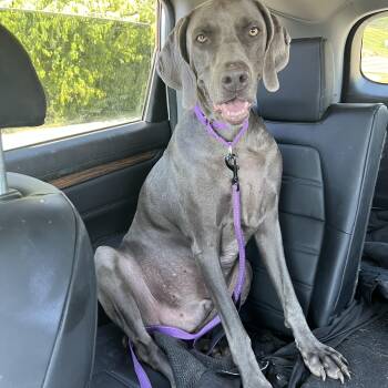 Rescue Weimaraner Dogs for Adoption - Blue | PetCurious