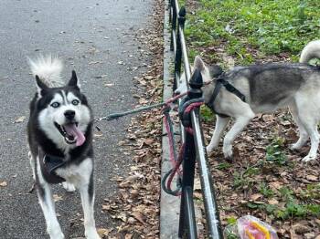 Blue Lightning -  Siberian Husky Dog for Adoption in New York, New York - Blue Lightning | PetCurious