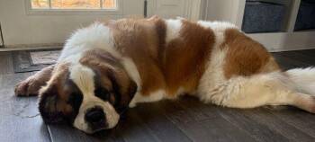 Saint Bernard Dogs Available for Adoption in Larkspur, Colorado - Lafonda | PetCurious