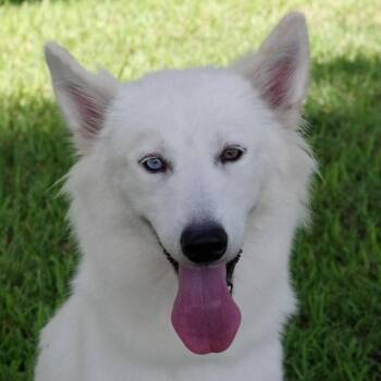 Summer -  Husky Dog for Adoption in Miami, Florida - Summer | PetCurious