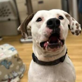 Biggie -  Hound Dog for Adoption in Montour Falls, New York - Biggie | PetCurious