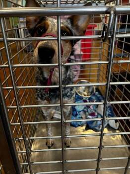 Australian Cattle Dog Blue Heeler Dogs Available for Adoption in Austin, Texas - Kaya | PetCurious