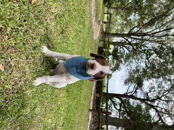 Rescue Shepherd and German Shorthaired Pointer Dogs for Adoption in Winnie, Texas - Copper | PetCurious