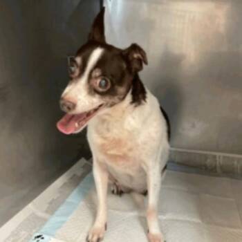 Chihuahua Dogs Available for Adoption in Apple Valley, California - Grandma | PetCurious