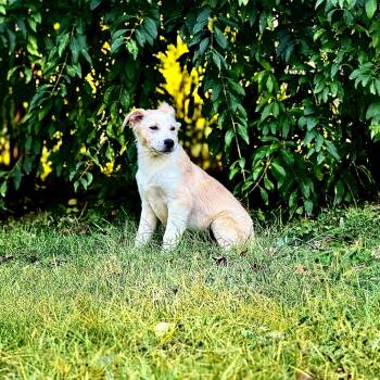 Rescue Yellow Labrador Retriever Dogs for Adoption in Newton, New Jersey - Simba Puppy | PetCurious