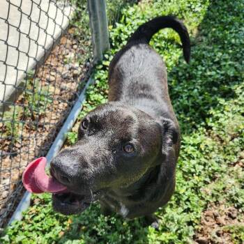 Kimbo Paws -  Black Labrador Retriever Dog for Adoption in Corpus Christi, Texas - Kimbo Paws | PetCurious
