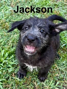 Jackson -  Terrier Dog for Adoption in Pawleys Island, South Carolina - Jackson | PetCurious