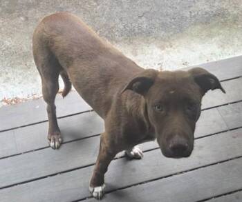 Labrador Retriever and Terrier Dogs Available for Adoption in Blue Ridge, Georgia - Grimm | PetCurious