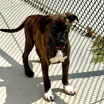 Bertram -  Hound Dog for Adoption in Norman, Oklahoma - Bertram | PetCurious