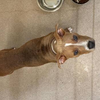 Finley -  Pit Bull Terrier Dog for Adoption in Birmingham, Alabama - Finley | PetCurious