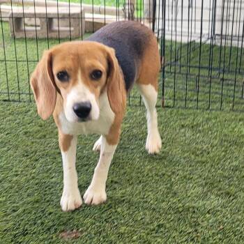 ROSIE 5044 -  Beagle Dog for Adoption in Loxahatchee Groves, Florida - ROSIE 5044 | PetCurious
