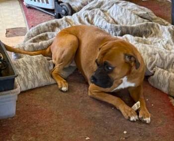 Roxanne II -  Boxer Dog for Adoption in Hewitt, Texas - Roxanne II | PetCurious