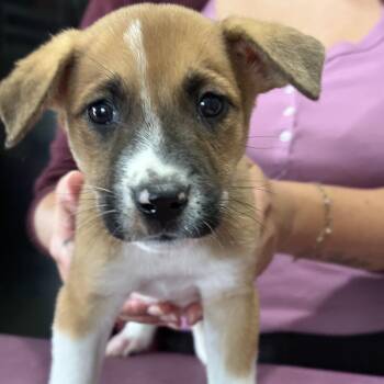 Jet -  Jack Russell Terrier and Mixed Breed Dog for Adoption in San Antonio, Texas - Jet | PetCurious