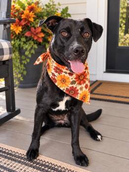 Oreo , Bordador -  Border Collie and Labrador Retriever Dog for Adoption in Mount Laurel Township, New Jersey - Oreo , Bordador | PetCurious