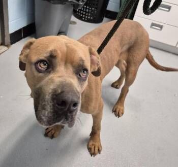 Pen 135 -  Pit Bull Terrier Dog for Adoption in Lawrenceville, Georgia - Pen 135 | PetCurious