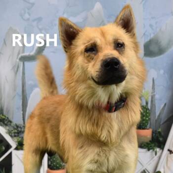 Rescue Mixed Breed Dogs for Adoption in Yuma, Arizona - Rush | PetCurious