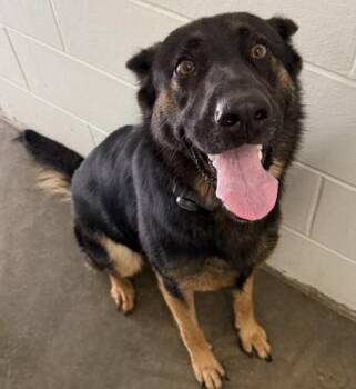 Ember Rose -  German Shepherd Dog and Mixed Breed Dog for Adoption in Columbus, Indiana - Ember Rose | PetCurious