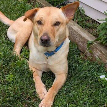 Rescue Shepherd Dogs for Adoption in South Elgin, Illinois - Chika | PetCurious