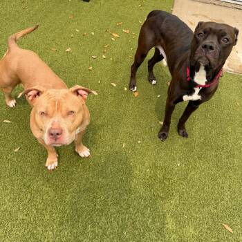 Mixed Breed Dogs Available for Adoption - Maggie | PetCurious