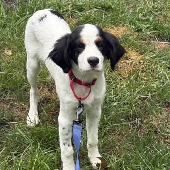 Knox -  Bernese Mountain Dog Dog for Adoption in Sinking Spring, Pennsylvania - Knox | PetCurious