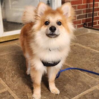 Ruffle -  Pomeranian and Mixed Breed Dog for Adoption in Glenelg, Maryland - Ruffle | PetCurious
