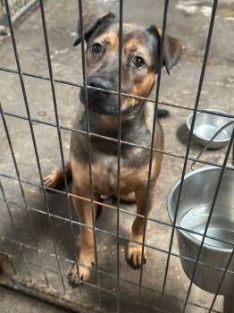 Shepherd and Mountain Cur Dogs Available for Adoption - Pistol | PetCurious