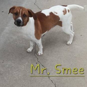 MR SMEE -  Terrier Dog for Adoption in Seymour, Indiana - MR SMEE | PetCurious