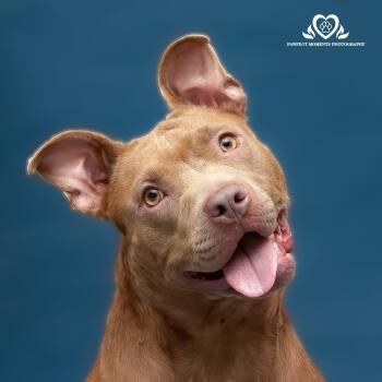 Rescue American Staffordshire Terrier Dogs for Adoption in Houston, Texas - Diva | PetCurious