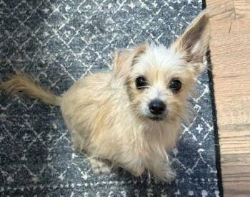 Terrier and Chihuahua Dogs Available for Adoption - Panini #1 | PetCurious