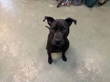 Rescue Mixed Breed Dogs for Adoption in Santa Fe, New Mexico - LOLITA | PetCurious