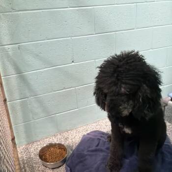 0659-D26 -  Standard Poodle and Mixed Breed Dog for Adoption in Port Charlotte, Florida - 0659-D26 | PetCurious