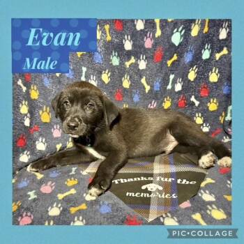 Shepherd Dogs Available for Adoption in Manchester, Connecticut - Evan | PetCurious