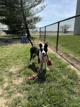 Pit Bull Terrier Dogs Available for Adoption in Evansville, Indiana - Roscoe Tippy | PetCurious