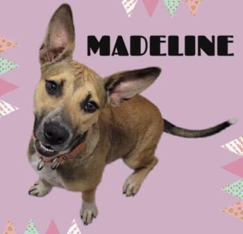 MADELINE -  Australian Cattle Dog Blue Heeler and Mixed Breed Dog for Adoption in Sarasota, Florida - MADELINE | PetCurious