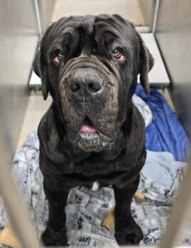Neapolitan Mastiff Dogs Available for Adoption - 26-94 Max | PetCurious